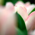 the Pink Tulip
