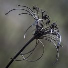 Winter remnants