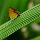 Heliophorus Epicles