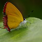 Heliophorus Epicles