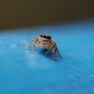 Four tiny eyes