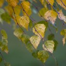 Birch leaves
