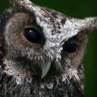 Horned Owl