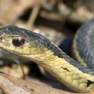 Eastern Garter Snake