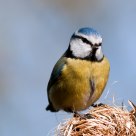 blue tit