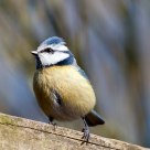 blue tit