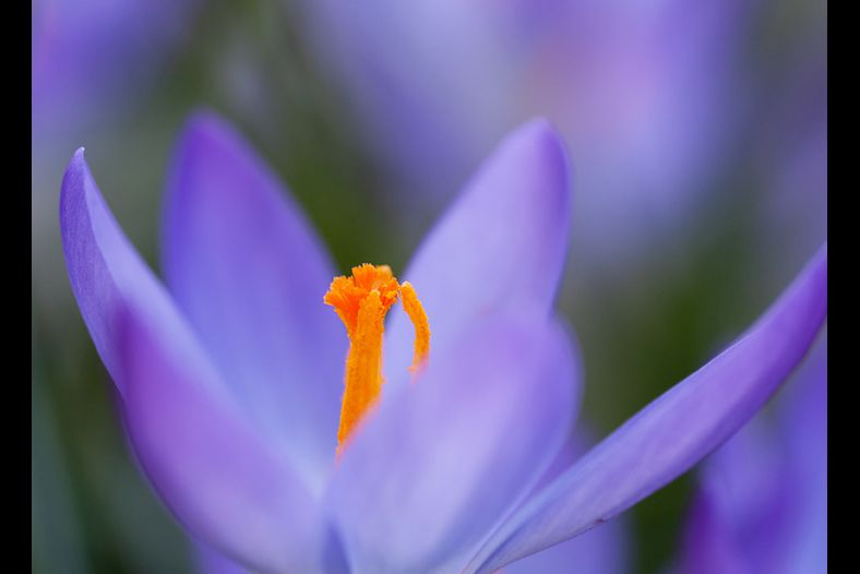 crocus