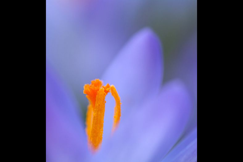 crocus