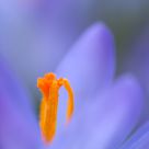 crocus