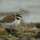 Charadrius dubius...
