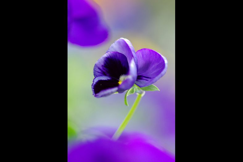 Dreamily flower 3