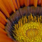 Deep Inside the Petal