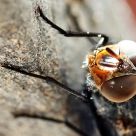Mosca Roja