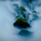 Moss in the River