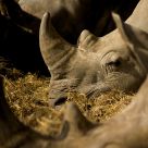 Resting Rhinos