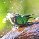 happy sunbird