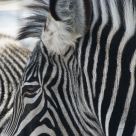 Striped