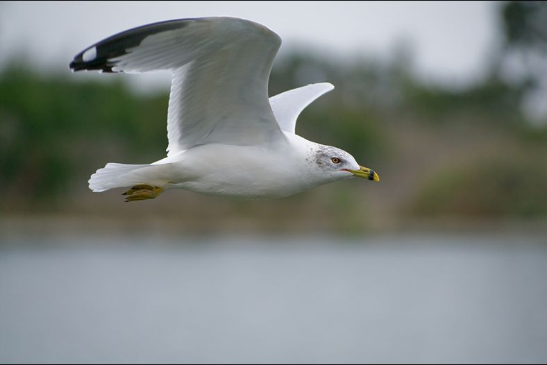 flying seagull