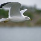 flying seagull