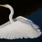 White Heron