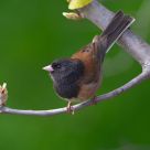 Dark-eyed Junco