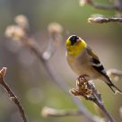 Yellow Tyrannulet