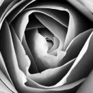 Paper Petal