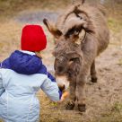 Donkey fun