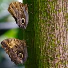 Butterfly Camouflage