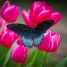 Butterfly Effect