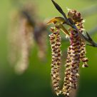 Return Of Spring