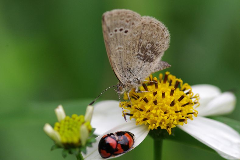 Butterfly vs ladybird