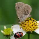Butterfly vs ladybird