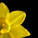 Narciso