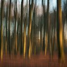 Forrest abstract