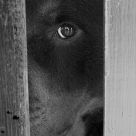 The eye of the wood