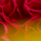 Red and Yellow