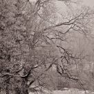 Old tree in winter