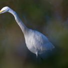 Heron