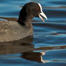 Eating Eurasian Coot