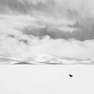 Black Cat on Frozen Lake