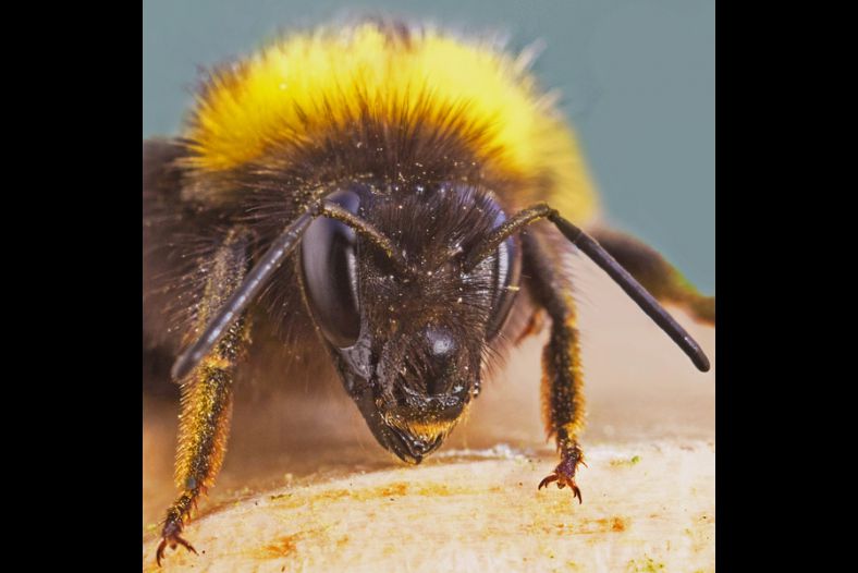 Bee