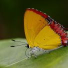 Heliophorus Epicles