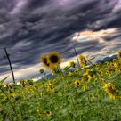 Sunflowers Field