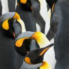 King penguins