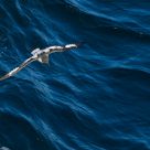 Cape Petrel