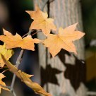 Yellow stars