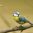 Blue Tit