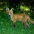Fox #4