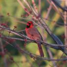 The Cardinal of Westfield